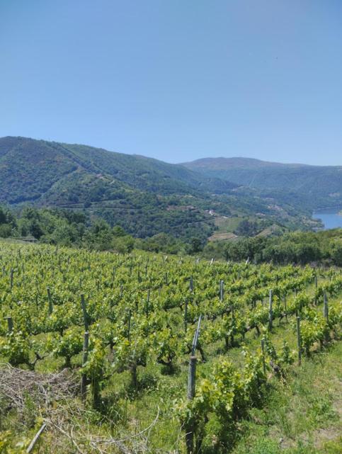 O Recuncho Da Isa - Ribeira Sacra Pereiro de Aguiar Exterior foto